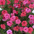 Verbena Moss Sweetheart Kisses Seeds (100 Pack) - Verbena hybrida Perennial for Pollinators