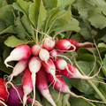 French Breakfast Radish Seeds - 200 Seeds (Raphanus sativus) Heirloom, Crisp & Quick-Growing