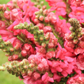 Antirrhinum majus Potomac Cherry Rose Snapdragon Seeds – 1000+ Seeds for Garden & Cut Flowers