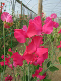 Sally Maitland Sweet Pea Seeds – Rose-Pink Climbing Vine for Trellises & Bouquets – 50+ Seeds