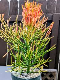 Fire Sticks Euphorbia Tirucalli Unrooted Cuttings - 15 Healthy 4-6" Propagation
