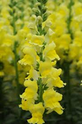 Antirrhinum majus Potomac Yellow Snapdragon Seeds – 1000+ Seeds for Garden & Cut Flowers