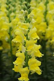 Antirrhinum majus Potomac Yellow Snapdragon Seeds – 1000+ Seeds for Garden & Cut Flowers