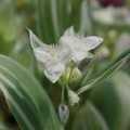 Tradescantia Albiflora 'Quicksilver' Variegated Wandering Jew - Unrooted Cuttings (5)
