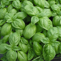 Sweet Basil Seeds Ocimum basilicum - Heirloom, Non-GMO, 200 Seeds for Pesto & Cooking