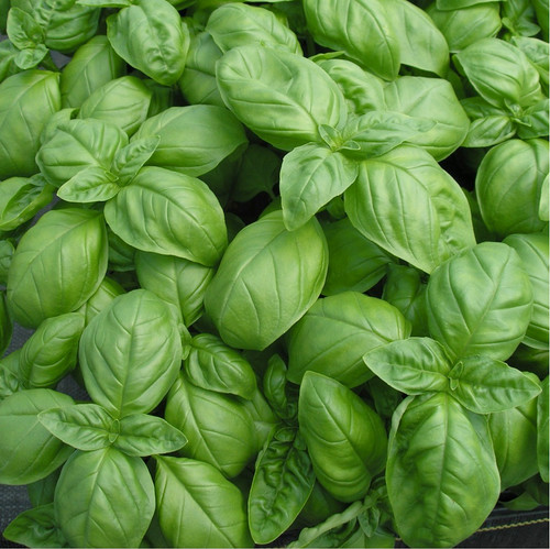 Sweet Basil Seeds Ocimum basilicum - Heirloom, Non-GMO, 200 Seeds for Pesto & Cooking