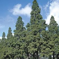 Dawn Redwood Tree Metasequoia glyptostroboides - Bare Root 12-14" for Zones 4-8