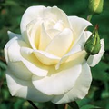 JFK White Rose Bush Cuttings - Unrooted 6" Hybrid Tea Rose, Licorice Fragrance (Zones 7-10)