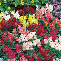 Floral Showers Mix Snapdragon Seeds (Antirrhinum majus) - 1000+ Seeds, Dwarf, Mixed Colors