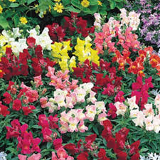 Floral Showers Mix Snapdragon Seeds (Antirrhinum majus) - 1000+ Seeds, Dwarf, Mixed Colors