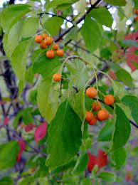 American Bittersweet Seeds (Celastrus Scandens) - Native Climbing Vine, Orange Berries