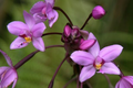 Spathoglottis plicata Ground Orchid - Purple Lavender Live Plant, 4" Pot