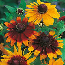 Rudbeckia hirta Gloriosa Daisy Seeds - 100mg, Multicolored Blooms, Hardy Perennial