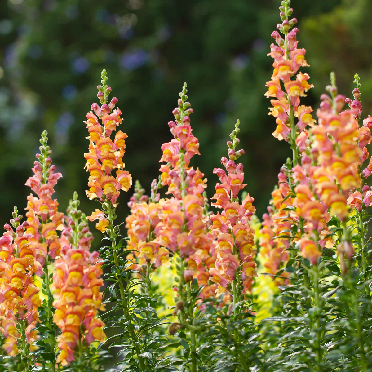 Antirrhinum majus Rocket Bronze Snapdragon Seeds – 1000+ Warm Copper-Toned Blooms
