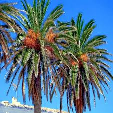 Date Palm Seeds (Phoenix dactylifera) – 5 Seeds, Edible Sweet Dates, Zone 8 hardy