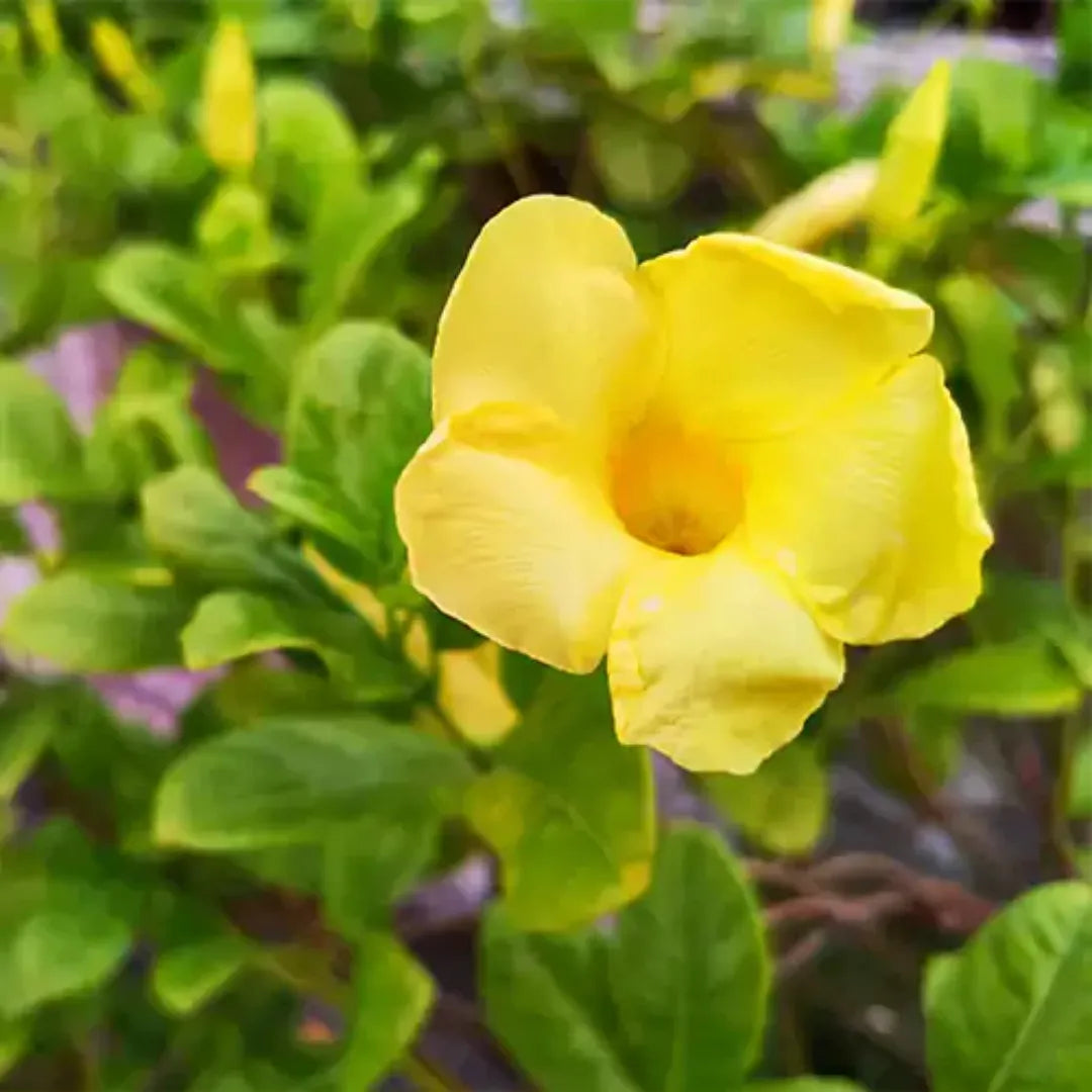 Yellow Allamanda Bare Root Starter Plant | Allamanda cathartica 7-10"