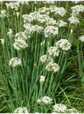 Garlic Chives (Allium tuberosum) - 30 Bare Root Live Plants