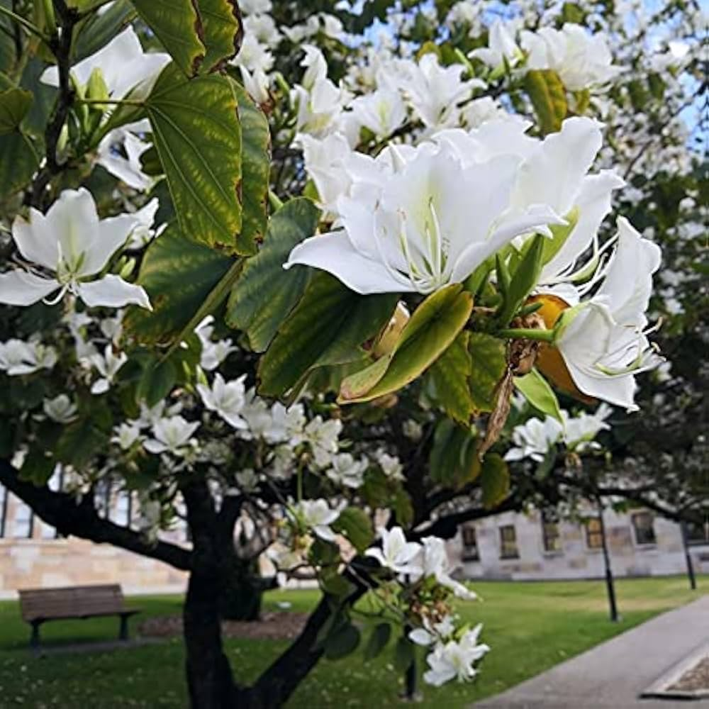 Bauhinia Alba Seeds - White Orchid Tree (10 Seeds) Deciduous Flowering Seed