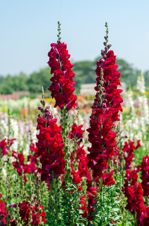 Antirrhinum majus Rocket Red Snapdragon Seeds – 1000+ Seeds, Deep Red, Double-Petaled, For Garden & Cut Flowers