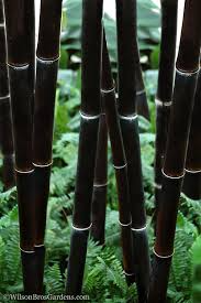 Black Bamboo Phyllostachys nigra Live Plant - Multi-Cane, Privacy Screen