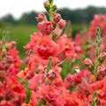 Madame Butterfly Bronze Cherry Snapdragon Seeds (Antirrhinum majus) – 1000+ Seeds for Garden & Cut Flowers