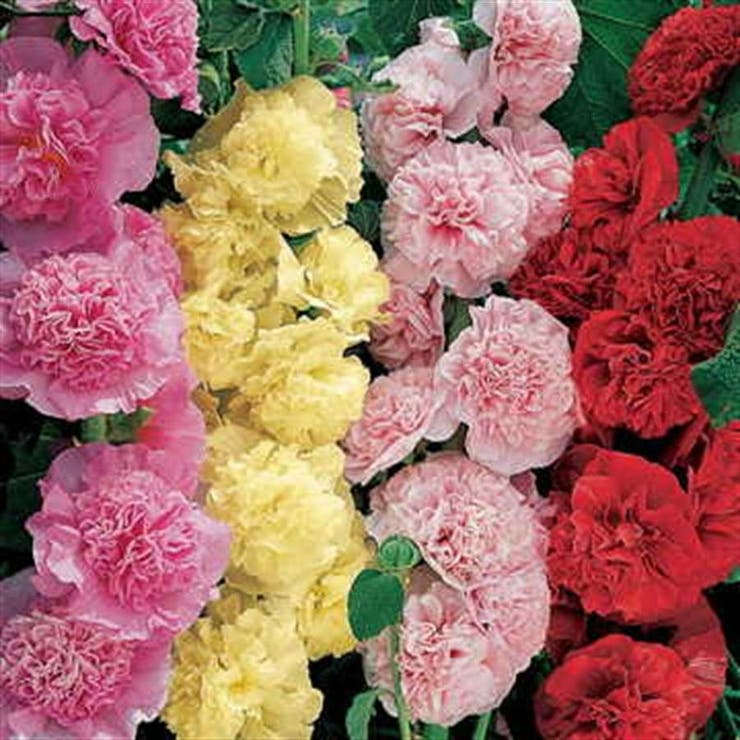 Summer Carnival Mix Hollyhock Seeds - Double Blooms, 4-7 ft tall, Zones 3-8