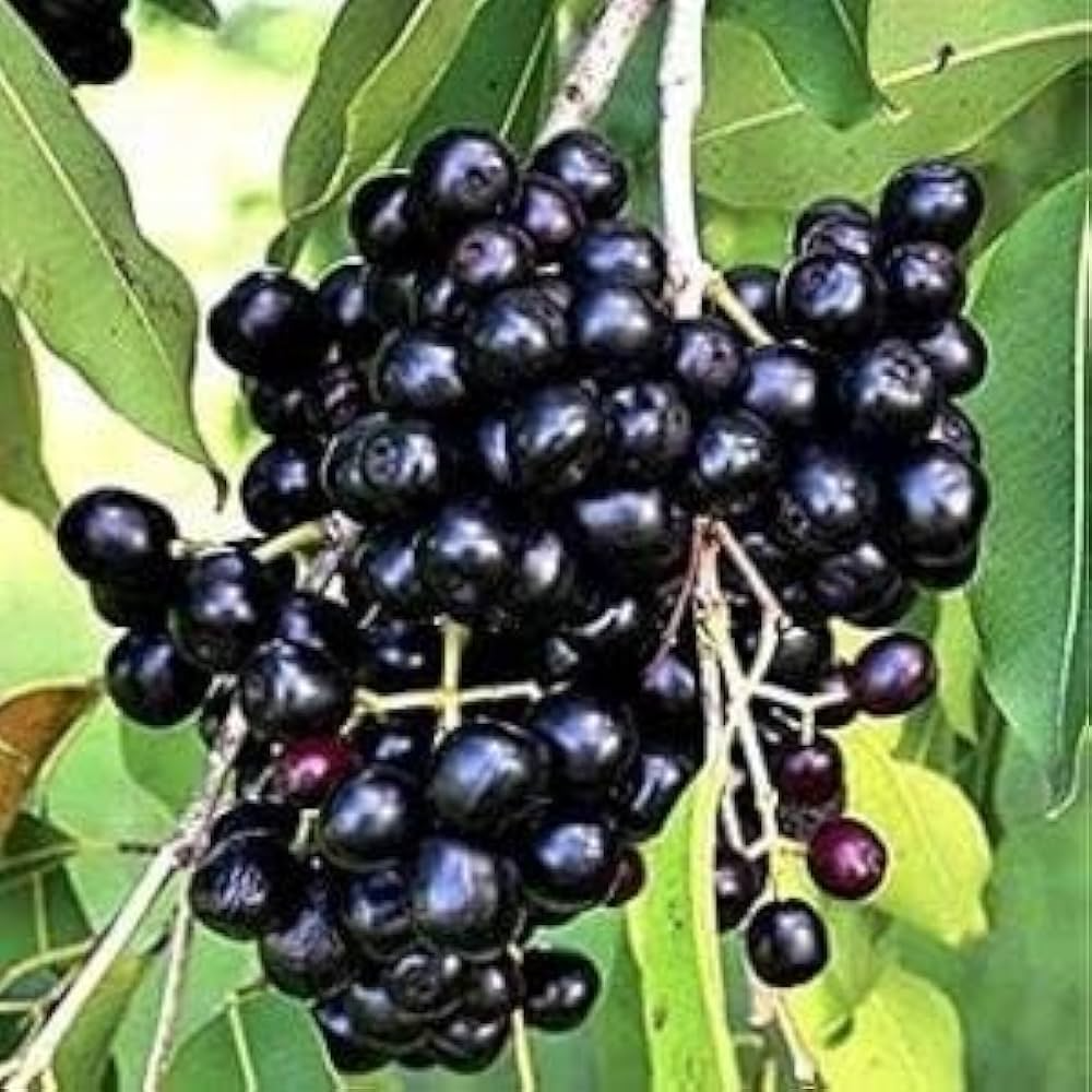 Jamun Jambul Fruit Tree Cuttings - Syzygium Cumini (Unrooted, 7 inch) for Grafting