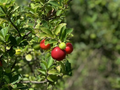 Acerola Starter Plant Seedling (Malpighia emarginata) 2?-3? Tall – West Indian Cherry