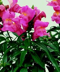 Floral Showers Pink Snapdragon Seeds (Antirrhinum majus) - 1000+ Seeds, Dwarf Pink Bloom