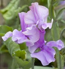 Marion Sweet Pea Seeds - Deep Rose Pink, Fragrant, Climbing Vines (50+ Seeds)