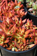 Sedum Adolphi Firestorm - 5 Live Cuttings, Yellow-Red Rosettes, Full Sun, USDA 9-11