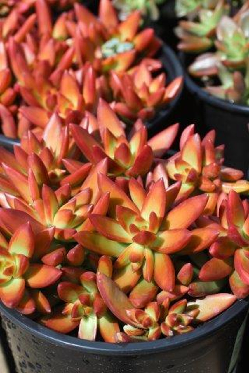 Sedum Adolphi Firestorm - 5 Live Cuttings, Yellow-Red Rosettes, Full Sun, USDA 9-11