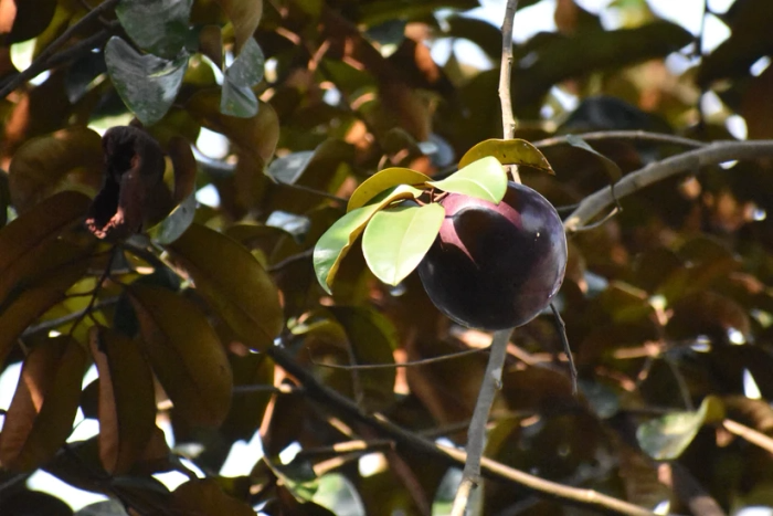 Caimito Purple Star Apple Tree Seedling (Chrysophyllum cainito) – 3-6" in 2.5" Pot