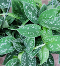 Scindapsus Argyraeus (Silver Pothos) - Live Plant in 4" Pot