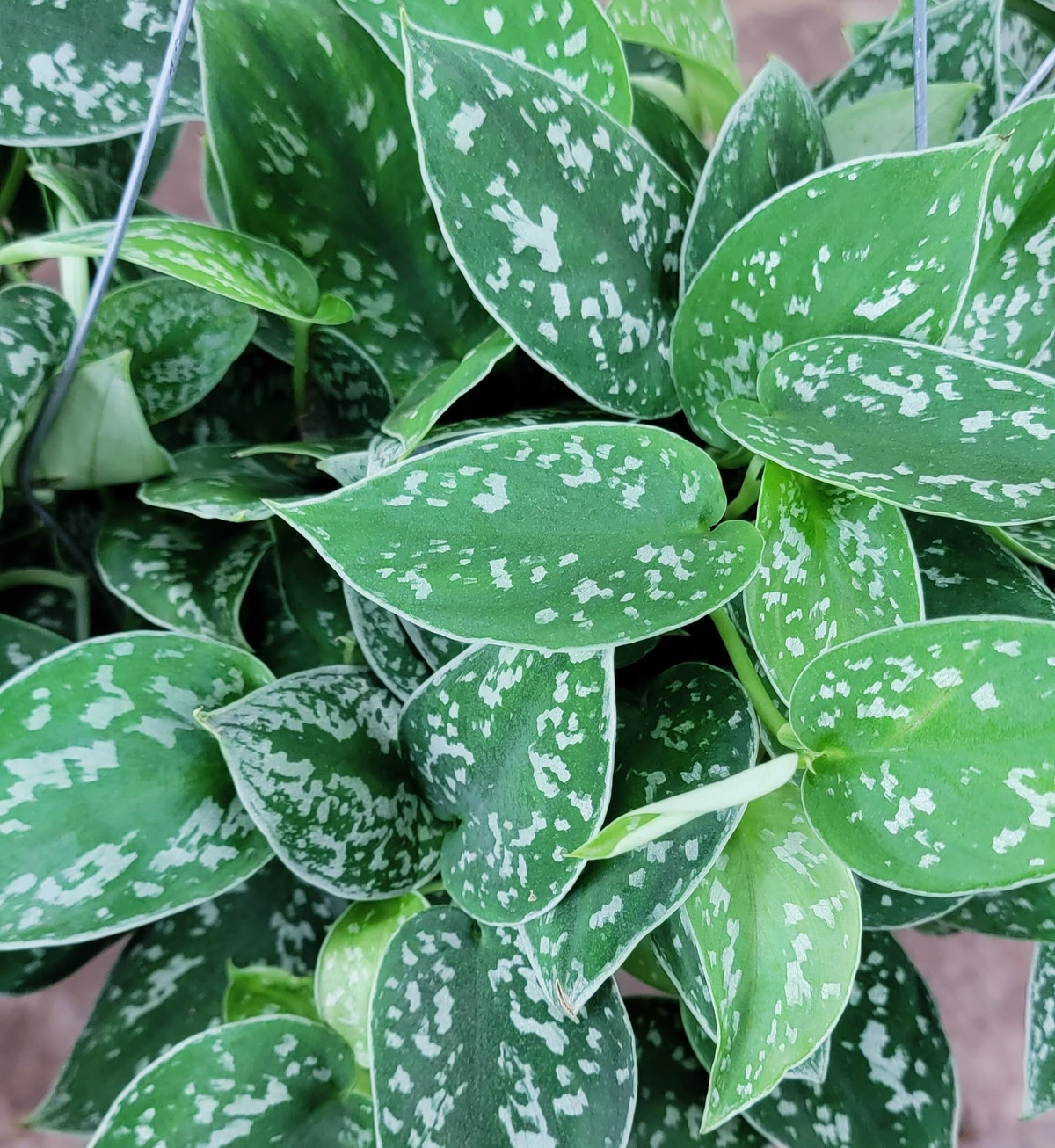 Scindapsus Argyraeus (Silver Pothos) - Live Plant in 4" Pot
