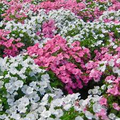500 Rose Mallow Seeds Mixed Colors (Lavatera trimestris) - Easy, Pollinator-Friendly Annual