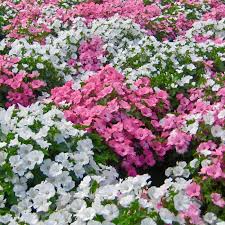 500 Rose Mallow Seeds Mixed Colors (Lavatera trimestris) - Easy, Pollinator-Friendly Annual