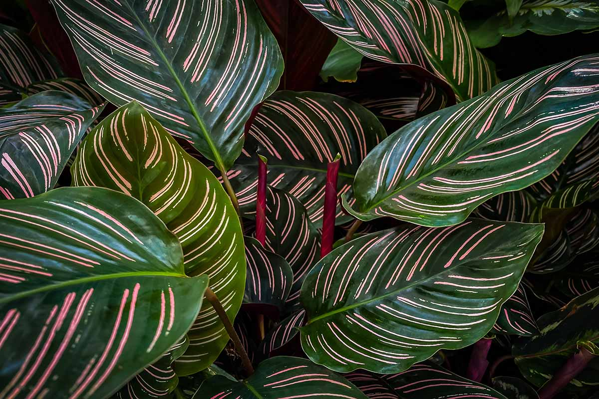 Calathea Ornata Starter Plant | Pinstripe / Peacock / Zebra Plant – USA Grown