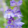 Alpine Smooth Penstemon Seeds (Penstemon glaber var. alpinus) – 100mg, Blue-Purple Blooms, Drought-Tolerant Perennial