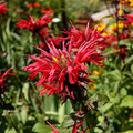 Bee Balm Scarlet Red Seeds (Monarda didyma) - 50 Seeds, Perennial, Hummingbird-Friendly