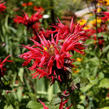 Bee Balm Scarlet Red Seeds (Monarda didyma) - 50 Seeds, Perennial, Hummingbird-Friendly