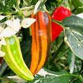 Fish Pepper Seeds - Heirloom Variegated Capsicum annuum | Medium-Hot 5,000-30,000 SHU, 80 Days