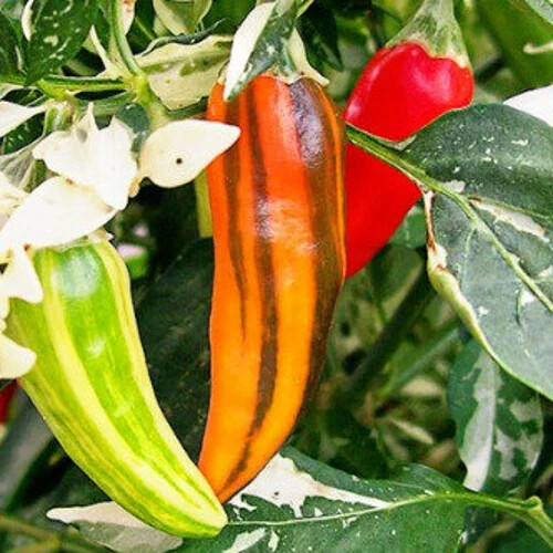 Fish Pepper Seeds - Heirloom Variegated Capsicum annuum | Medium-Hot 5,000-30,000 SHU, 80 Days