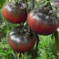 Black from Tula Tomato Seeds - Heirloom Beefsteak, Indeterminate, High-Yielding (80-85 days)