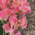 Just Janet Sweet Pea Seeds – 50+ Salmon-Pink Blooms, Climbing Vine for Trellises & Bouquets