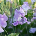 Sir Jimmy Shand Sweet Pea Seeds — Lavender-Blue, Fragrant, 50+ Seeds