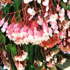 Torch Pink Angel Wing Begonia - Live Plant 10-12" Tall in 4" Pot