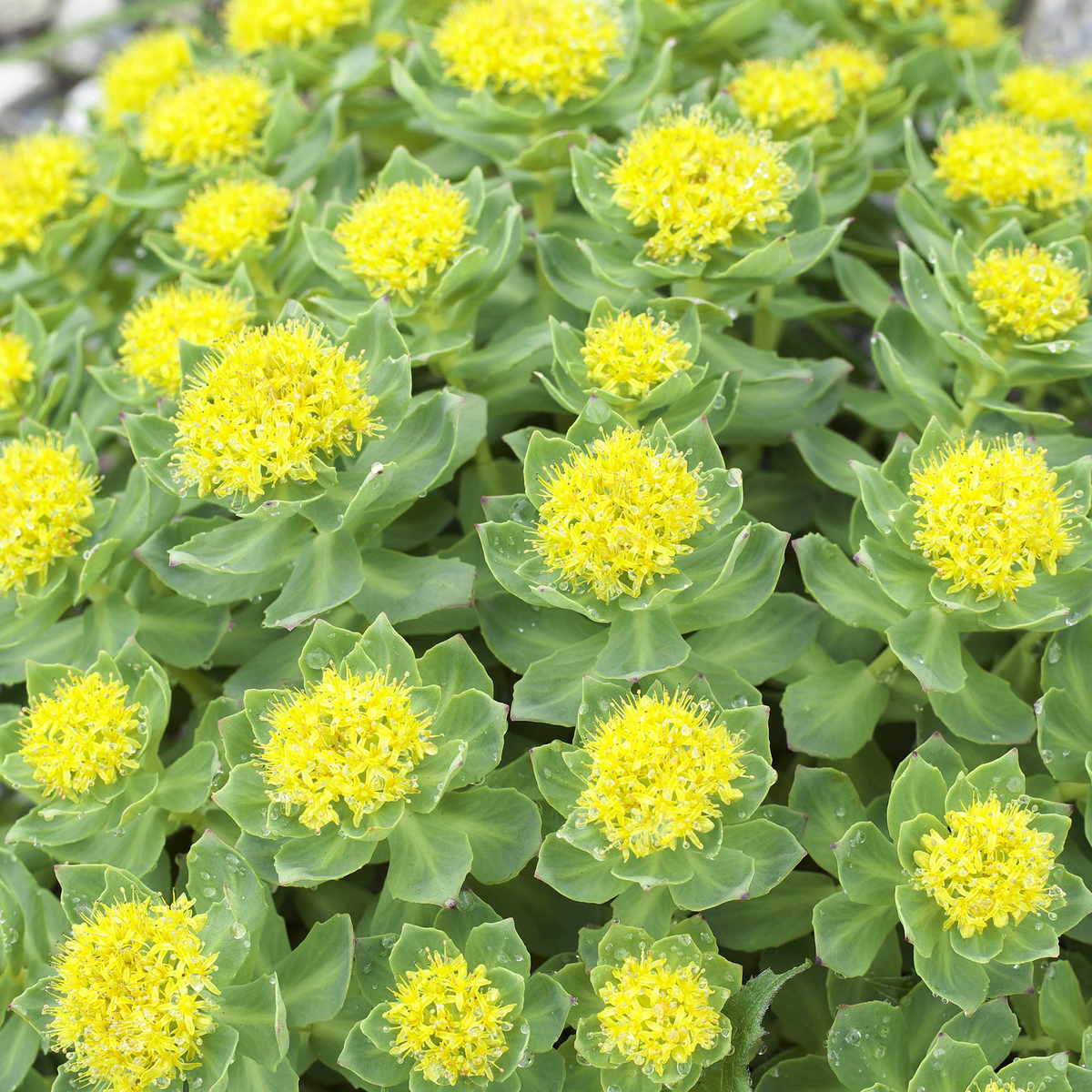 Roseroot Sedum (Rhodiola Rosea) Seeds - 25 Non-GMO Perennial Ground Cover