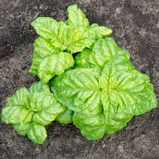 Sweet Basil Seeds - Heirloom, Non-GMO | 65 Days to Maturity | 14-18" tall