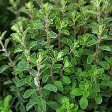 Marjoram Seeds – Heirloom Origanum majorana, 100mg, Fast-Growing, High-Yield Culinary Herb